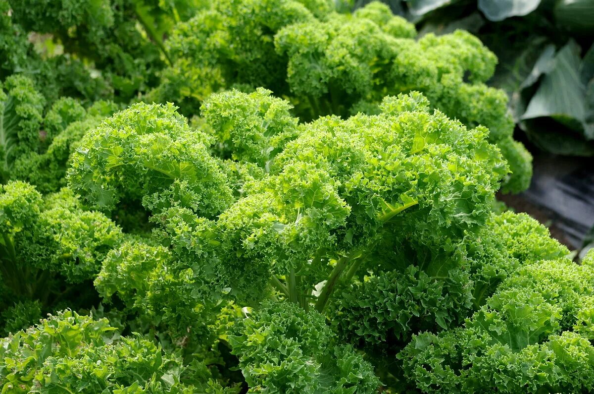 Кучерявая капуста фото Выращиваем продукты для здорового питания - капуста Кале ☝ Семена Партнер Дзен