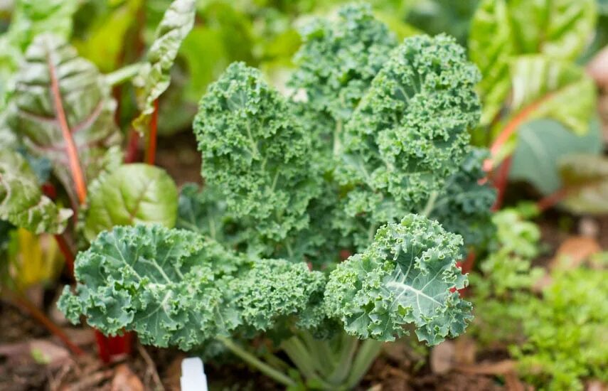 Кучерявая капуста фото Капуста кале: от семян до уборки урожая Полезные статьи на блоге Беккер