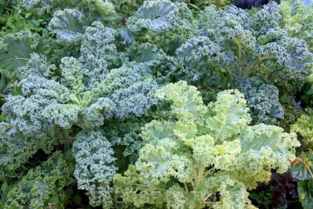 Кучерявая капуста фото Капуста листовая Кале Неро F1, 10 шт., купить в интернет магазине Seedspost.ru