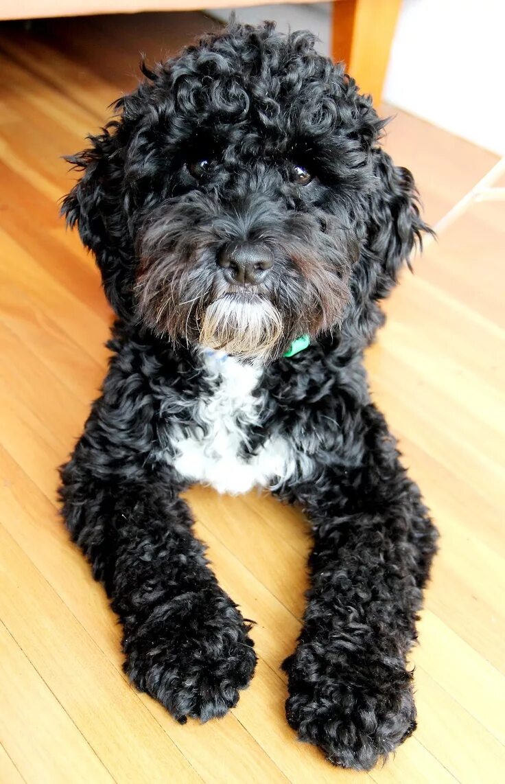 Кучерявая собака фото Happy Snap Michelle: Day 106 - 15 April 2012 - Sunset, haha! Cockapoo dog, Cute 