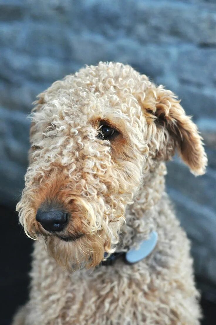 Кучерявая собака фото Собаки с кудрявой шерстью (30 фото) Dogs, Animals