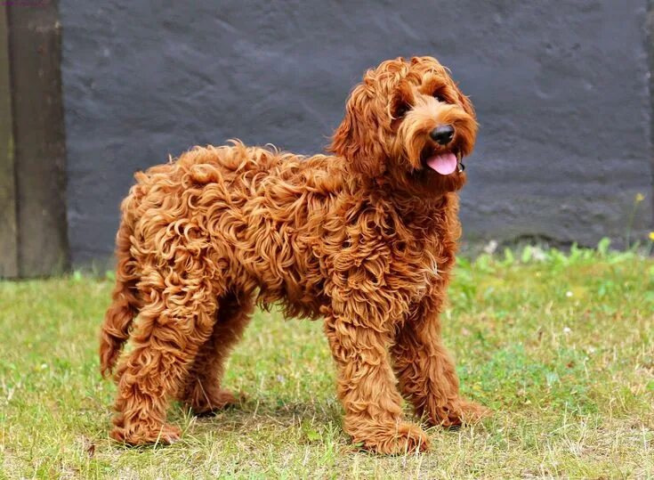 Кучерявая собака фото Лабрадудель (лабропудель) - порода собак: описание, характер и особенности ухода