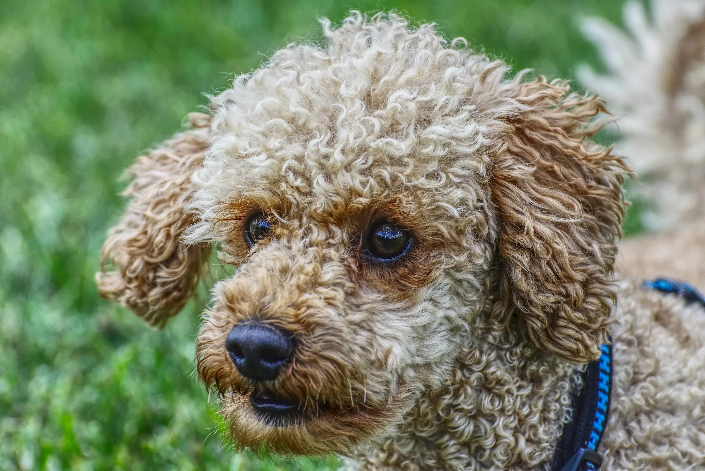 Кучерявая собака фото Curly pet dog free image download