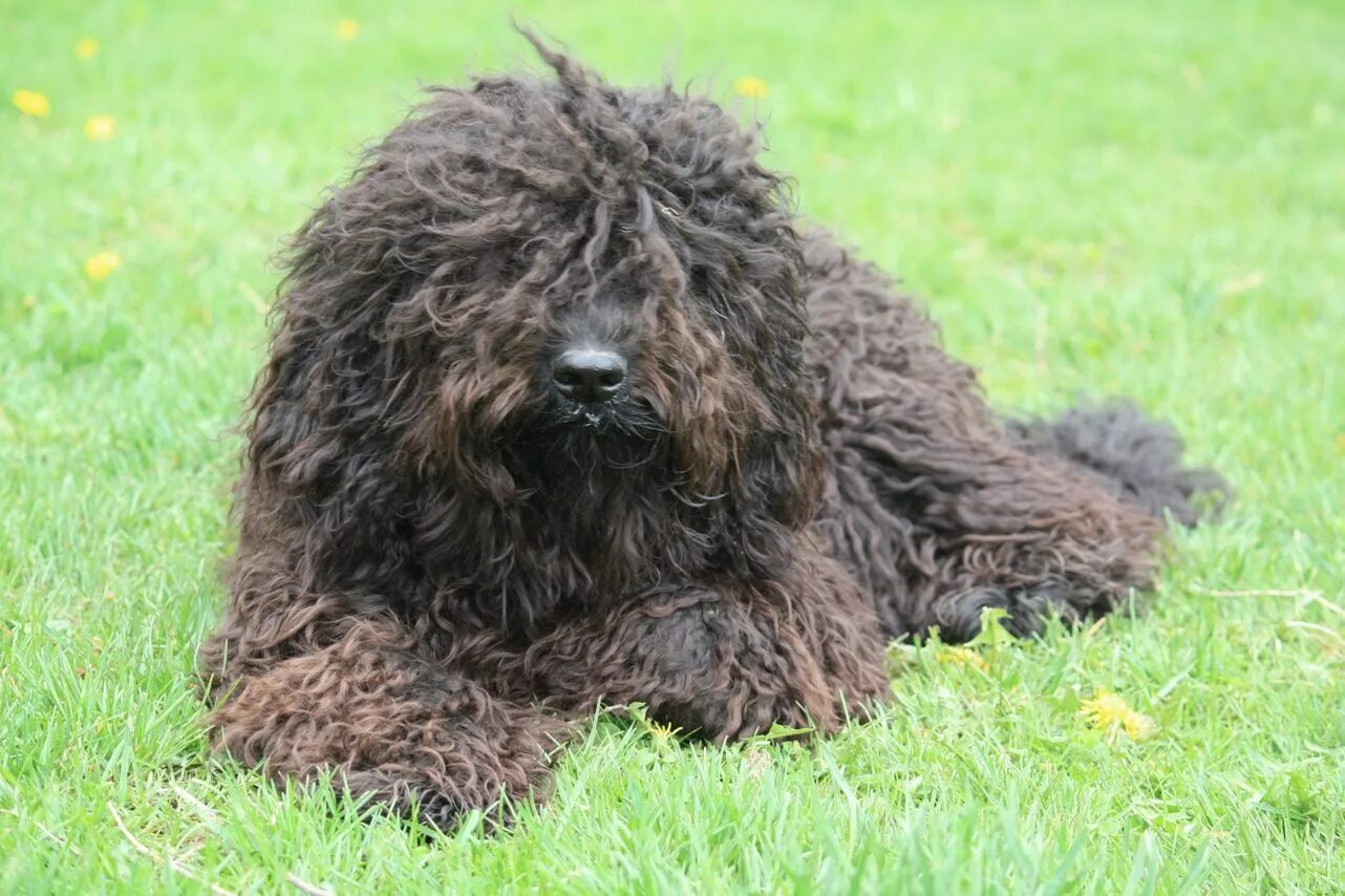 Кучерявая собака фото Barbet (French Water Dog) - Characteristics and character
