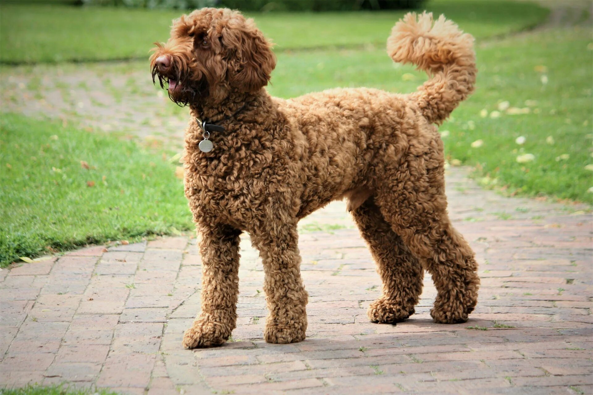 Кучерявая собака фото Download Brown Miniature Poodle Side View Wallpaper Wallpapers.com