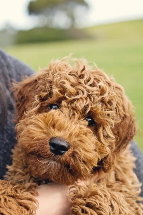 Кучерявая собака фото teddy bear dogs Cute dogs, Labradoodle, Teddy bear dog