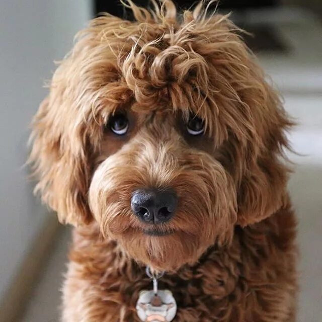 Кучерявая собака фото Pin by Olga Glazova on OG DOG Puppy dog eyes, Labradoodle, Goldendoodle grooming
