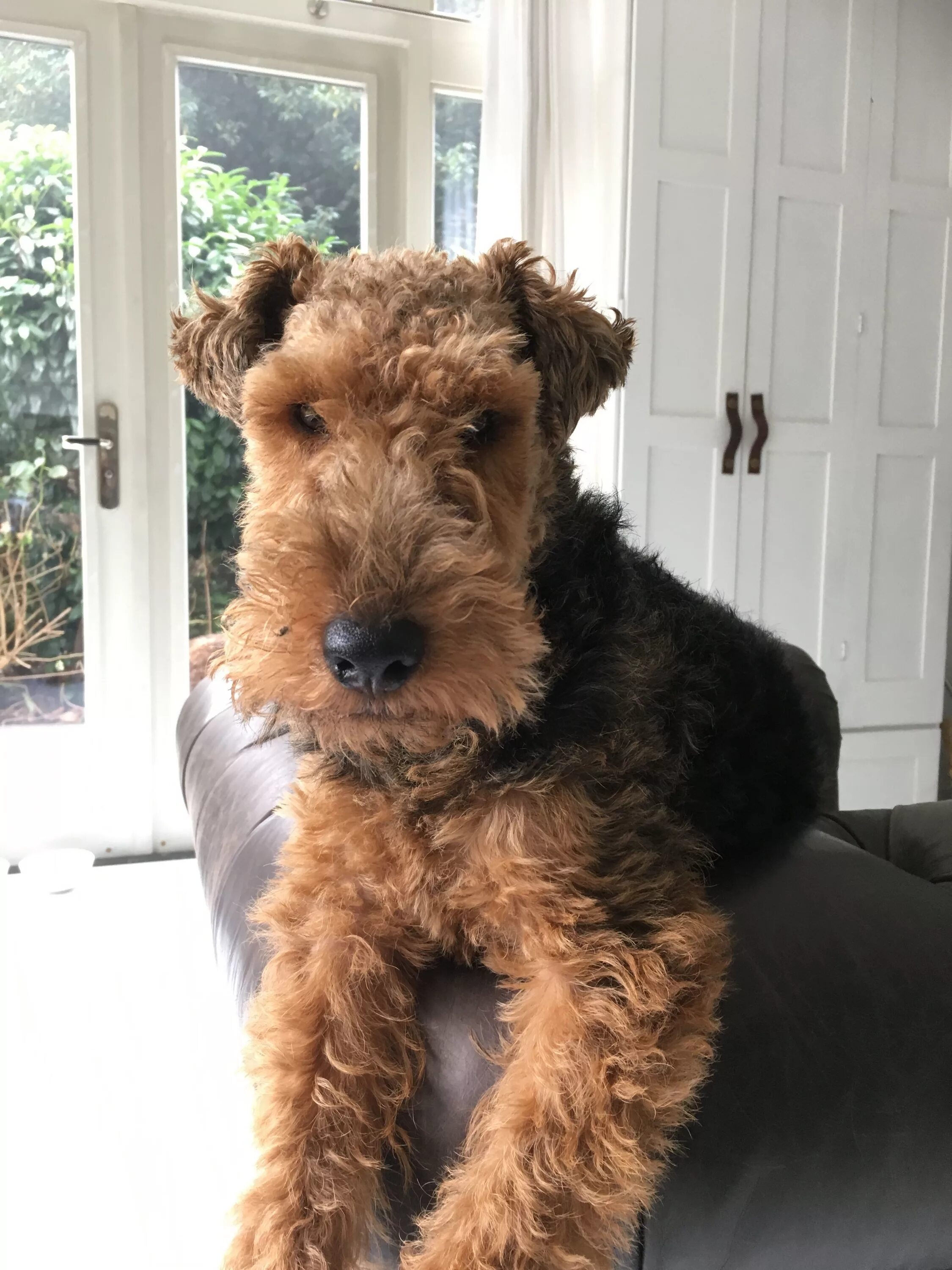Кучерявая собака фото Is dad home yet? #Terrier #welshterrier Airedale dogs, Family dogs breeds, Dogs