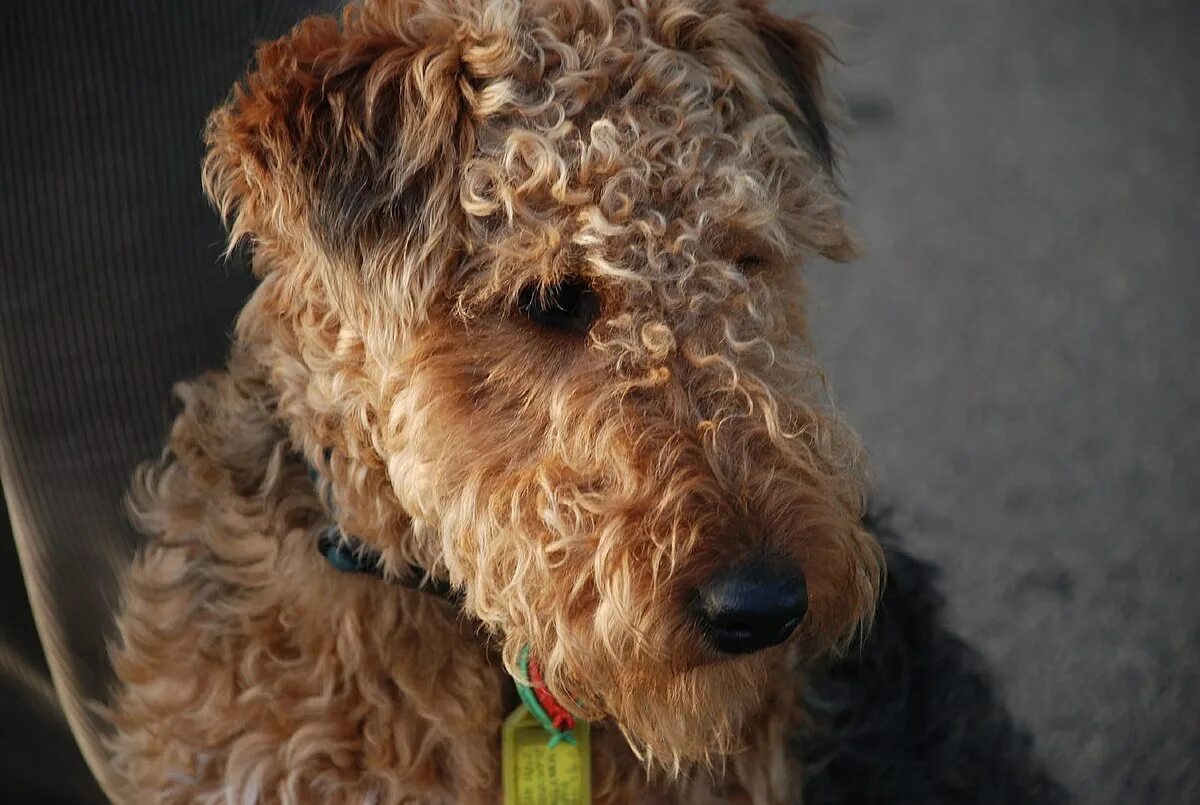 Кучерявая собака фото File:Welsh Terrier portrait.jpg - Wikipedia