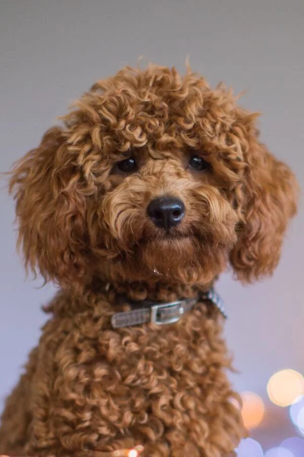 Кучерявая собака фото Toy Poodle Dog Breed! A Cute & Fun Loving Family Pet Cute Teacup Poodle Puppies 