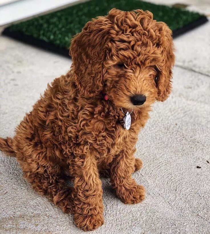 Кучерявая собака фото #redpoodle #redminipoodle #minipoodle #hundewelpen Puppies, Goldendoodle puppy, 