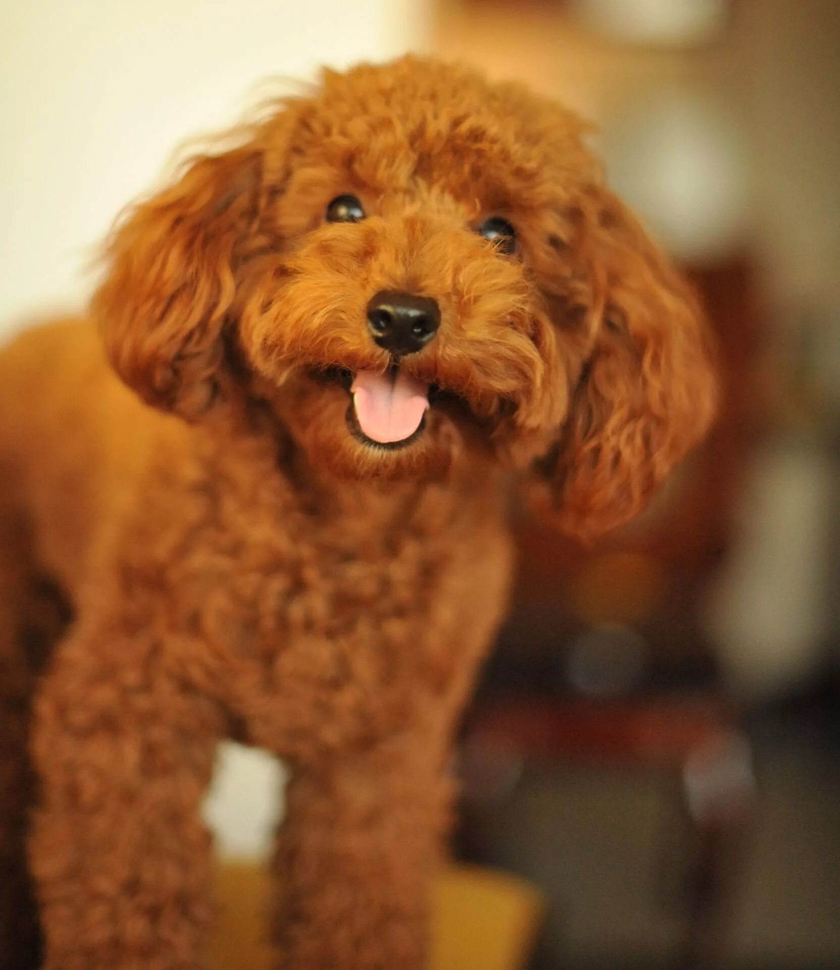 Кучерявая собака фото 10 Small Dog Breeds Barboncino, Cagnolini, Barboni