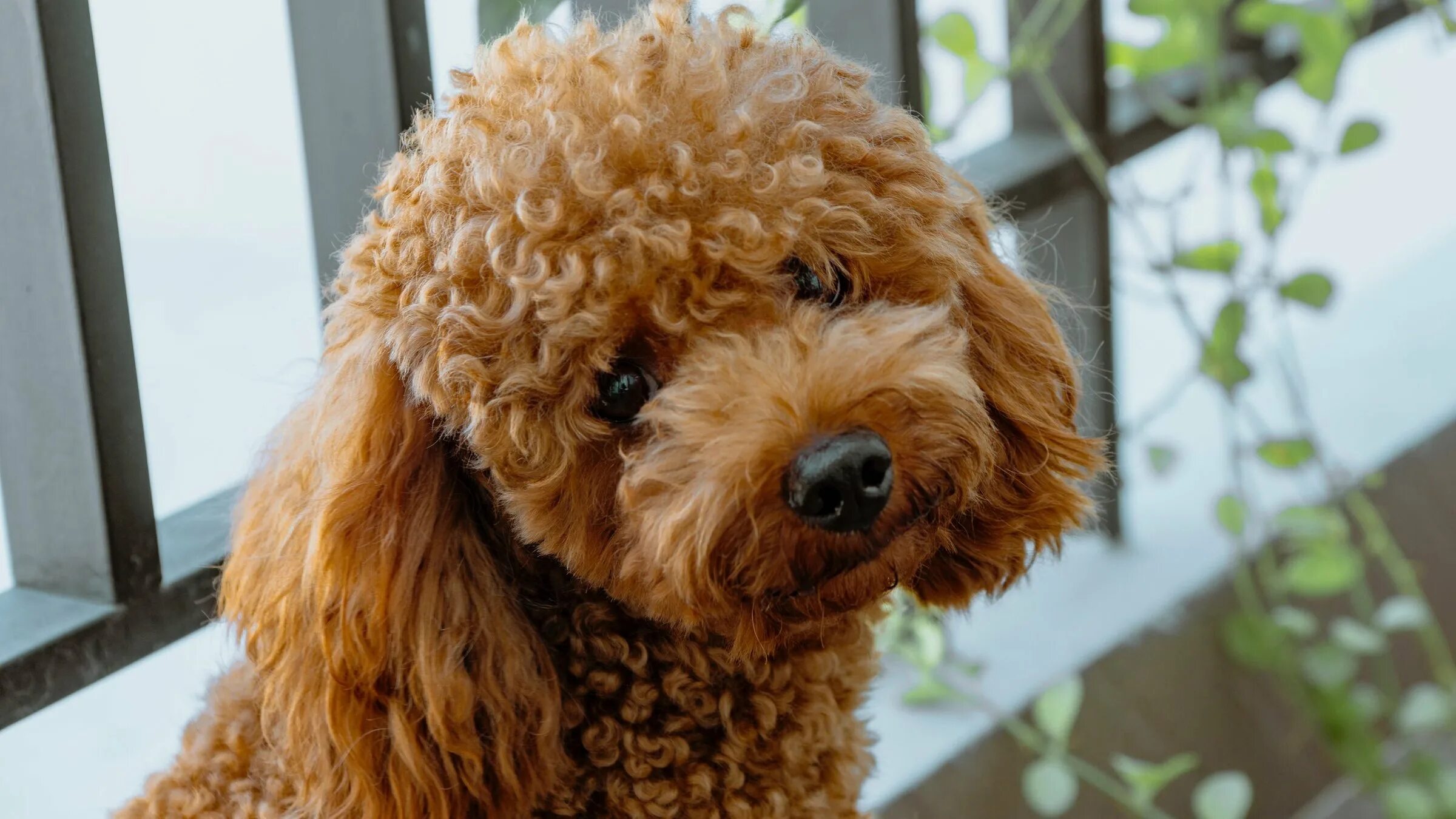 Кучерявая собака фото Топ-10 пород собак-долгожителей - Питомцы Mail