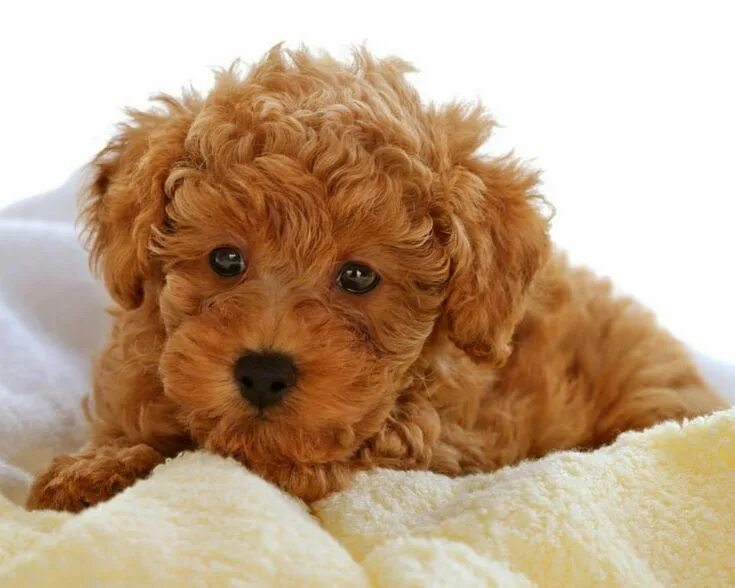 Кучерявая собака фото Pin on Интересные зверюшки Fluffy puppies, Poodle puppy, Brown fluffy puppies