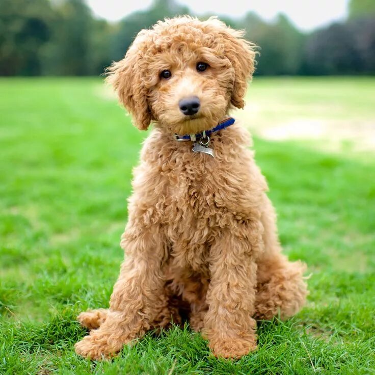 Кучерявая собака фото 9 Photos That Show How Beautiful Dogs Really Are Goldendoodle grooming, Labradoo