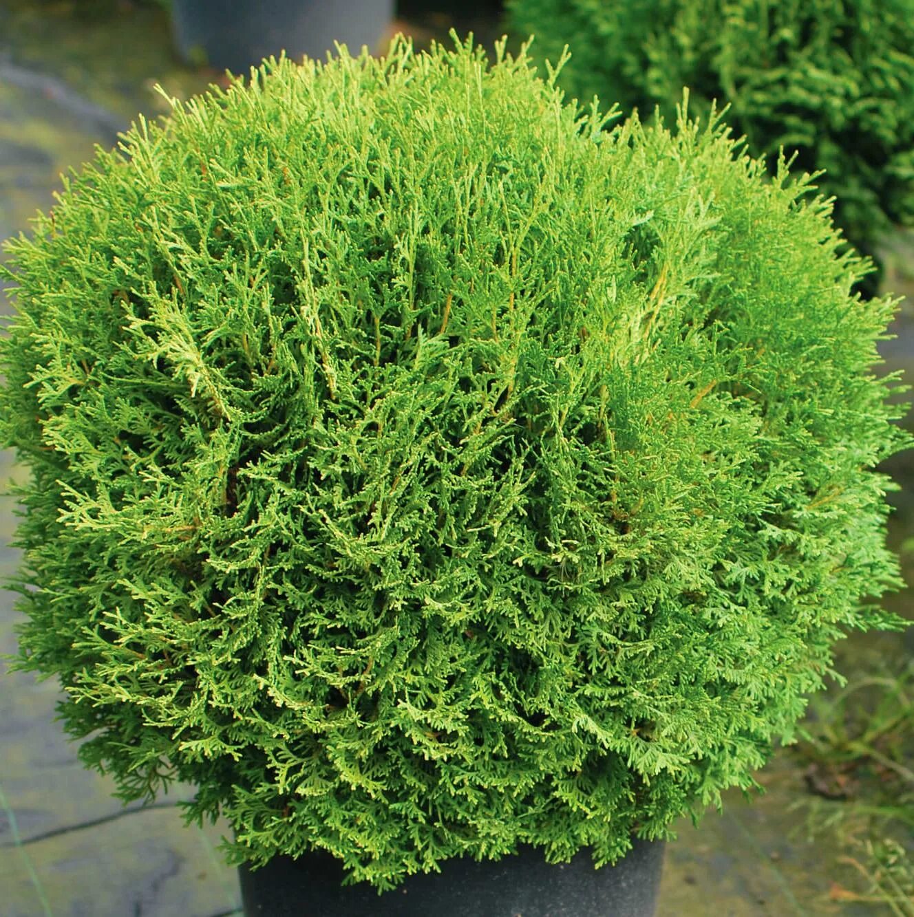 Кучерявая туя фото Туя западная Литтл Гиант / Thuja occ. Little Giant, заказать, купить в Перми, це