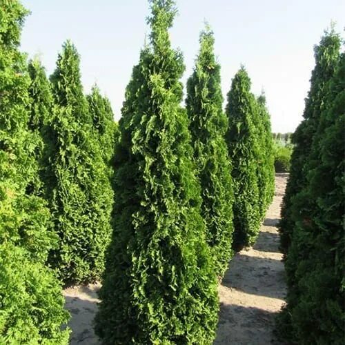 Кучерявая туя фото Туя западная Mr.Bowling Ball (Мистер Боулинг Болл) в Екб