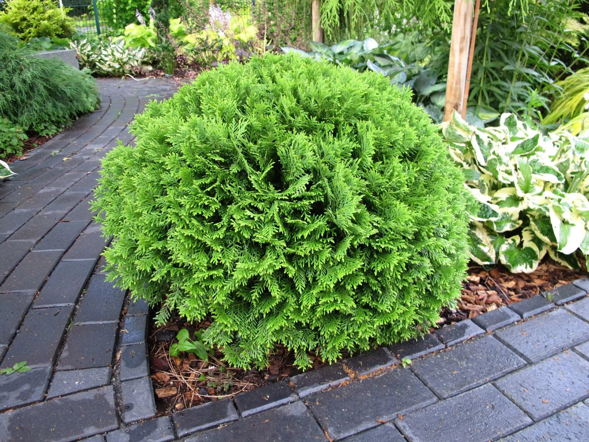 Кучерявая туя фото Туя западная Tини Тим (Thuja occidentalis Tiny Tim) саженец, 10 шт. в упаковке в