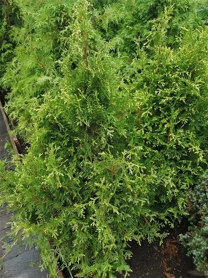 Кучерявая туя фото Купить туя западная рекурвата в садовом центре АгроСАД - Москва и МО