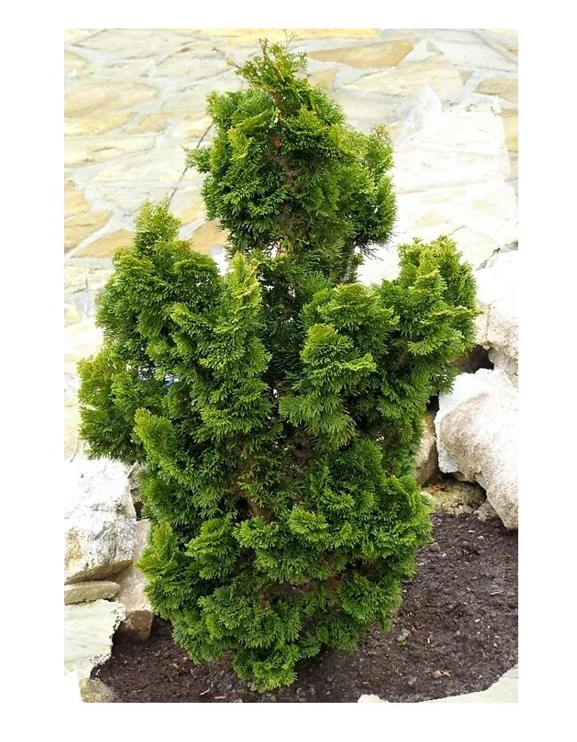 Кучерявая туя фото Семена Кипарисовик Туполистный "Nana", 0,2 г Симбиоз - отзывы покупателей на Мег