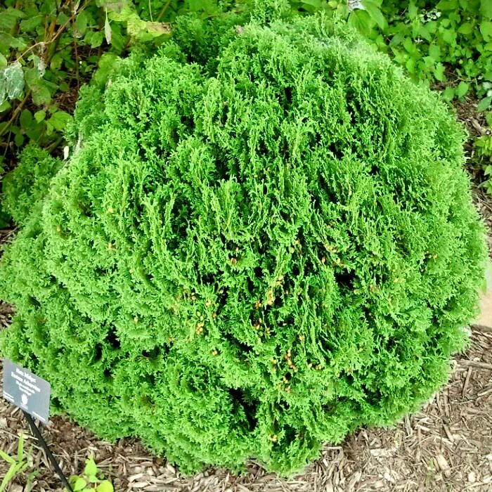 Кучерявая туя фото Туя - купить саженцы в питомнике в Москве в интернет-магазине Дарвин