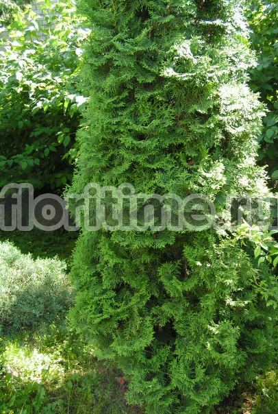 Кучерявая туя фото Туя колонновидная: купить с доставкой