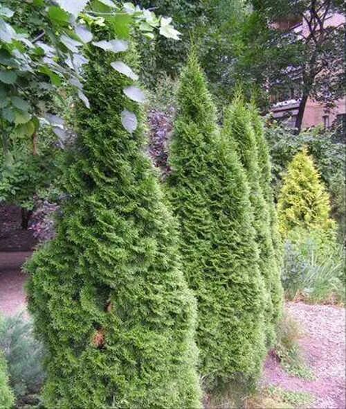 Кучерявая туя фото Туи Смарагд и Туи Колумна (Нижний Новгород) Festima.Ru - Мониторинг объявлений