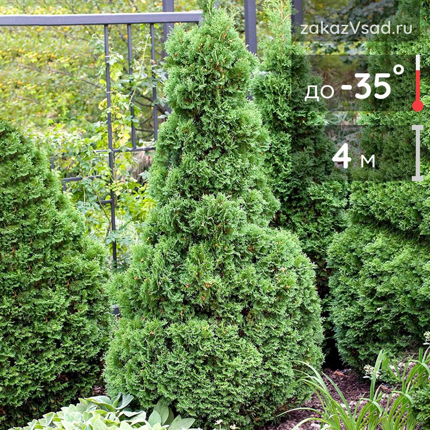 Кучерявая туя фото Туя Холмструп купить в питомнике с доставкой