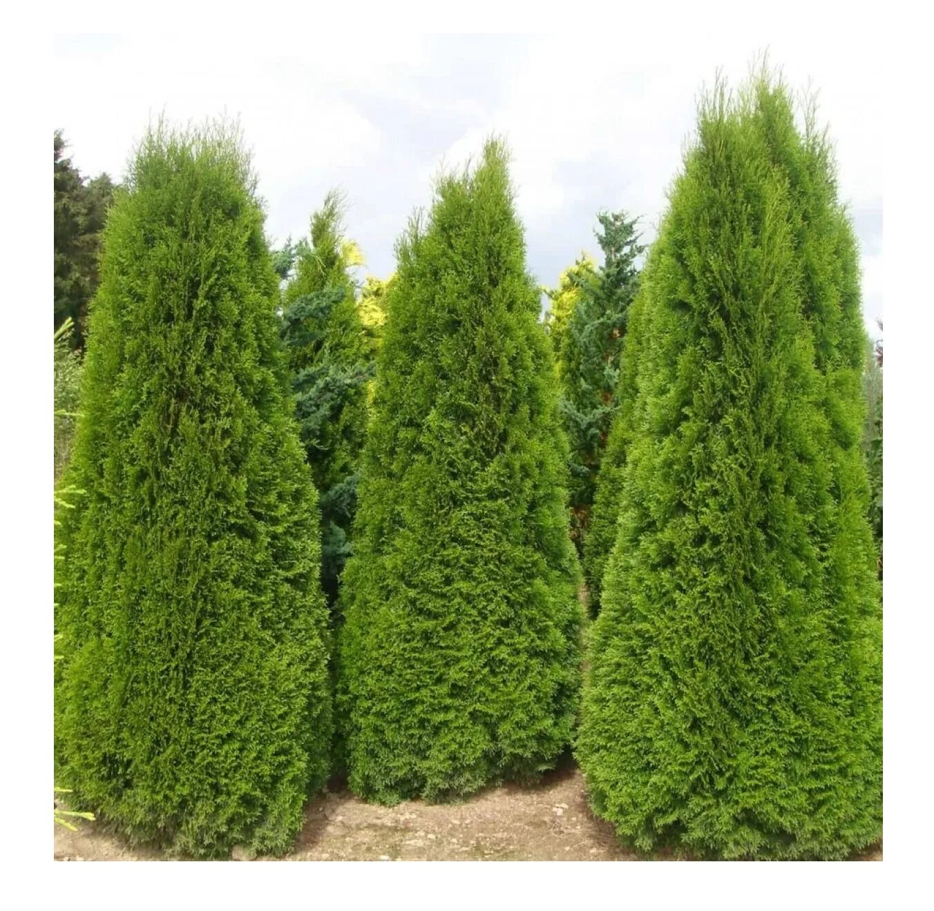 Кучерявая туя фото Саженцы туя Смарагд Агродекор AGRO362 1 шт. - купить в Москве, цены на Мегамарке