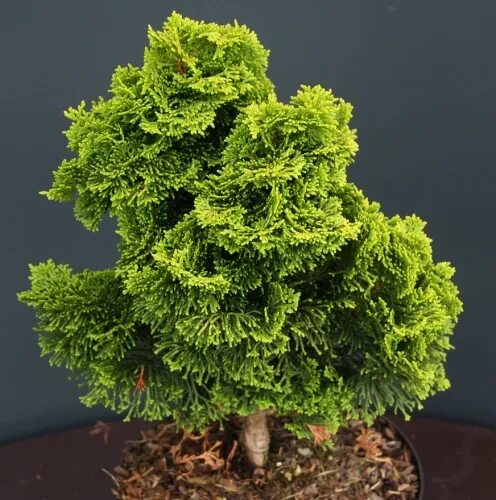 Кучерявая туя фото Кипарисовик Chamaecyparis lawsoniana Pearly Swirls (Pa) C5 Pa60-80 ø 25-35. Kalu