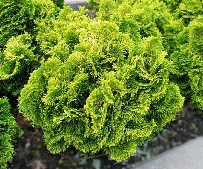 Кучерявая туя фото Кипарисовик Хвойники 1. Лиственные растения с открытой корневой системой