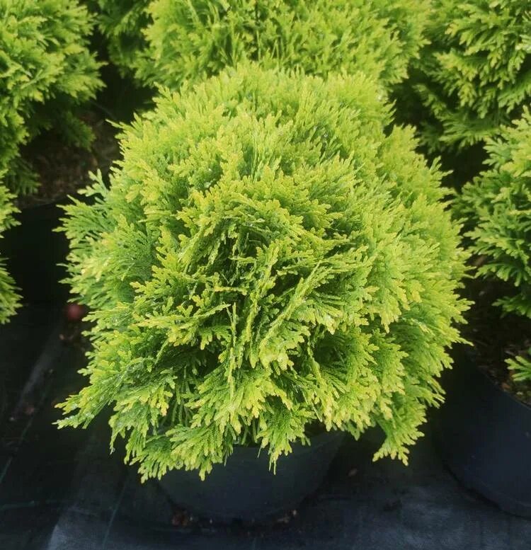 Кучерявая туя фото Туя западная - Каталог - Питомник растений Ирины Савченко
