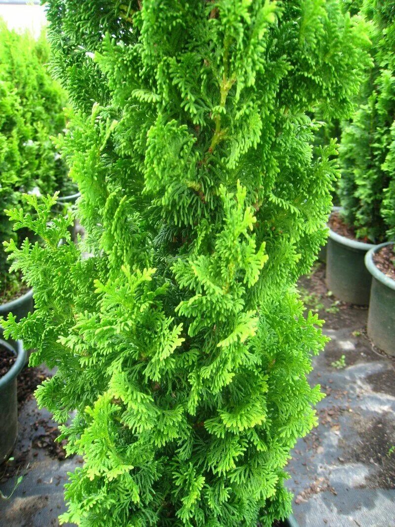 Кучерявая туя фото Туя западная- описание сортов и условия выращивания - Сибирский Оазис
