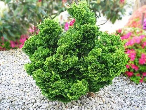 Кучерявая туя фото Отзывы на Саженец,1шт от покупателей OZON