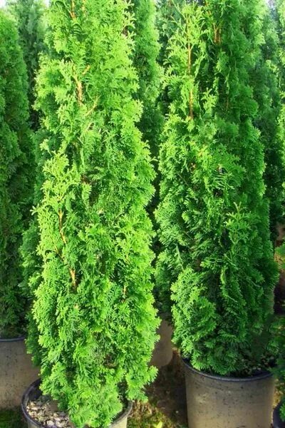 Кучерявая туя фото ТУЯ - Туя западная Spiralis