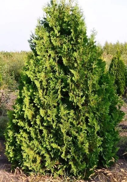 Кучерявая туя фото Туя западная Спиралис саженец - купить с доставкой по выгодным ценам в интернет-