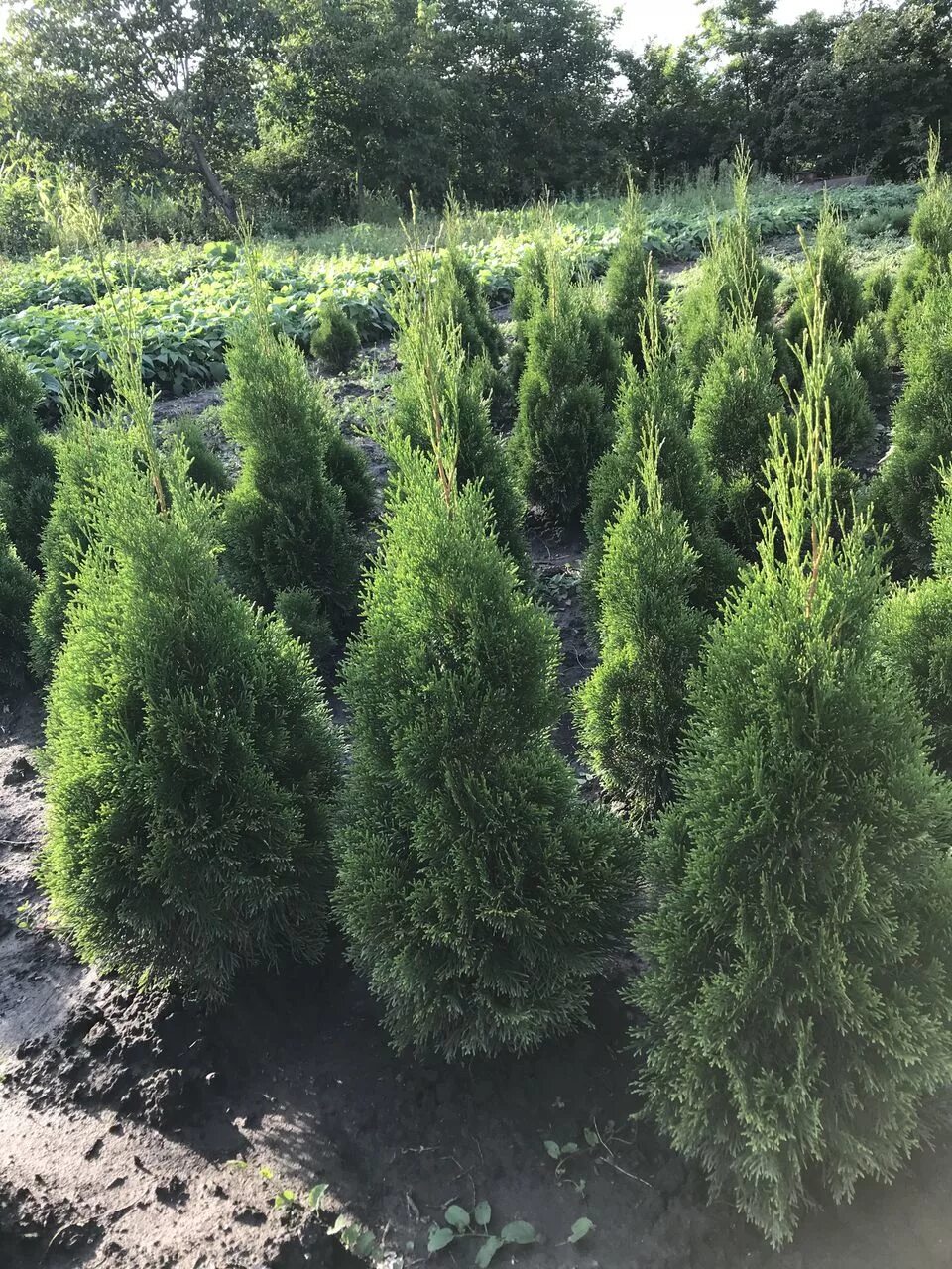 Кучерявая туя фото Кипарисовая туя Фитостудия-63.ру