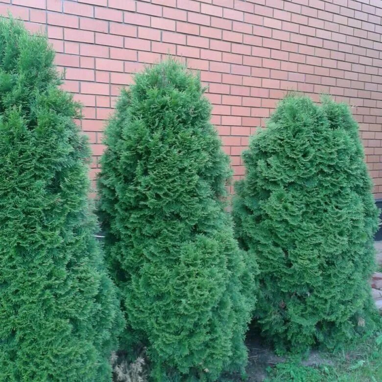 Кучерявая туя фото Туя - купить в Малоярославце, цена 1 500 руб., продано 26 августа 2017 - Растени