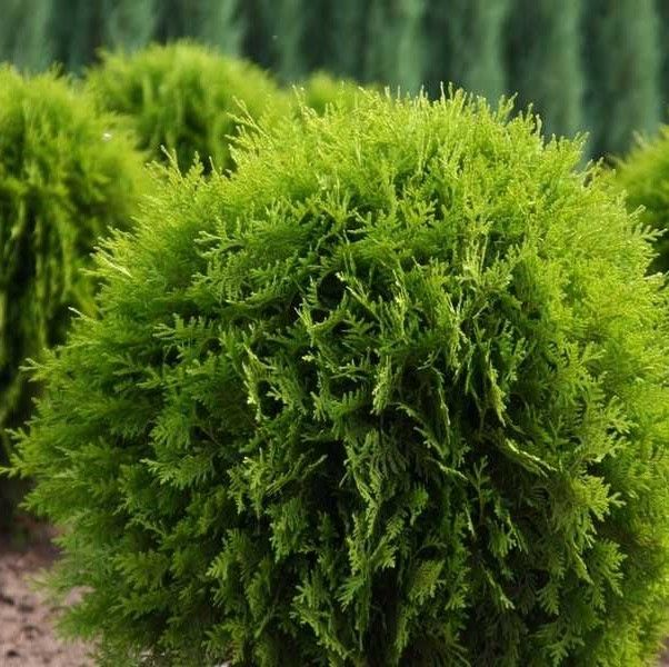 Кучерявая туя фото Туя западная Глобоза. Высота 15-25 см, контейнер 2/3 литра . - купить с доставко