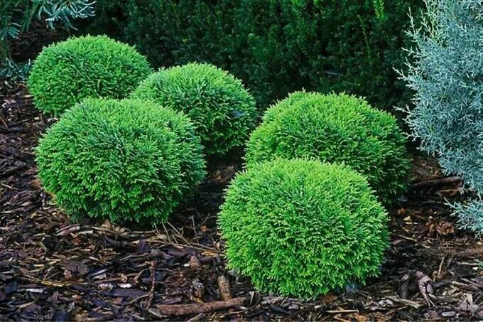 Кучерявая туя фото Туя Хозери Саженцы в 2-х литровых контейнерах. Ограниченное количество!. Листвен