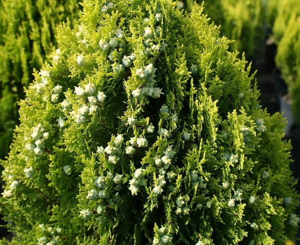 Кучерявая туя фото Туя восточная Биота 5л Thuja orientalis biota 100-120 - саженцы купить в интерне