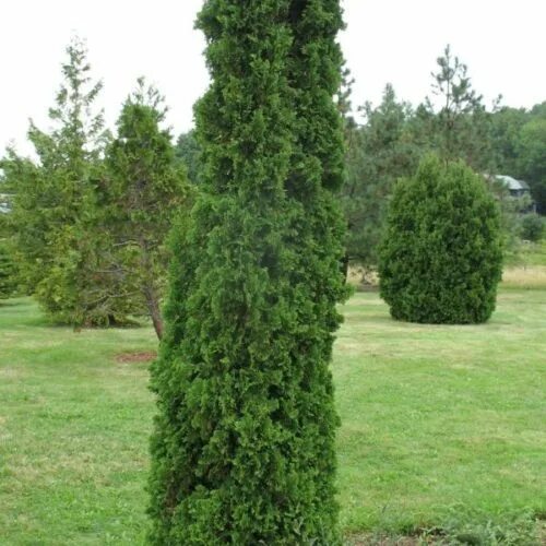 Кучерявая туя фото Саженцы туи западной дегрут спайр купить в Москве по цене от 2000 рублей