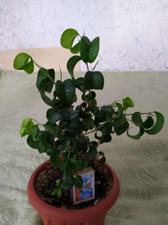 Кучерявый фикус фото Фикус кудрявый БАРОК - купить в Саратове, цена 300 руб., продано 2 мая 2020 - Ра