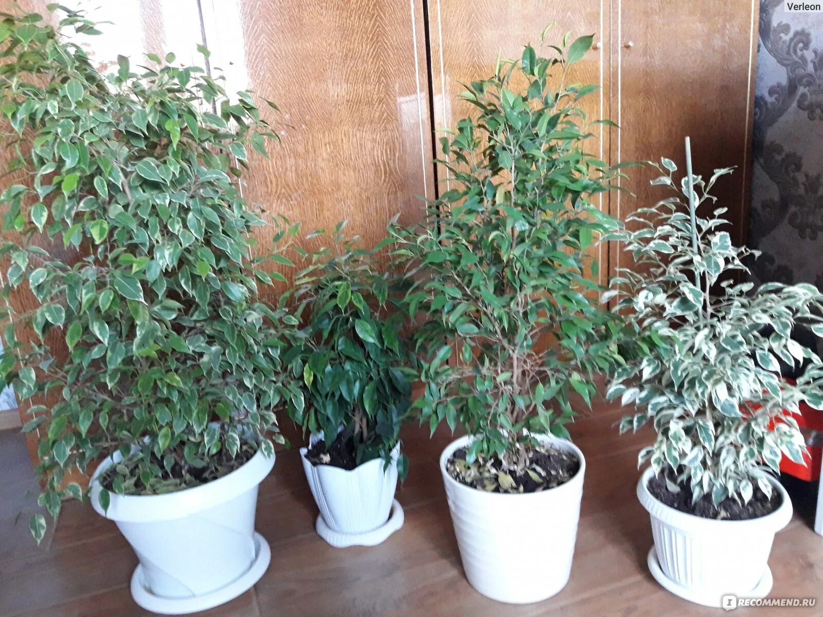 Кучерявый фикус фото Фикус Бенджамина - "Они такие разные и по-своему прекрасны! Уход за Фикусами Бен