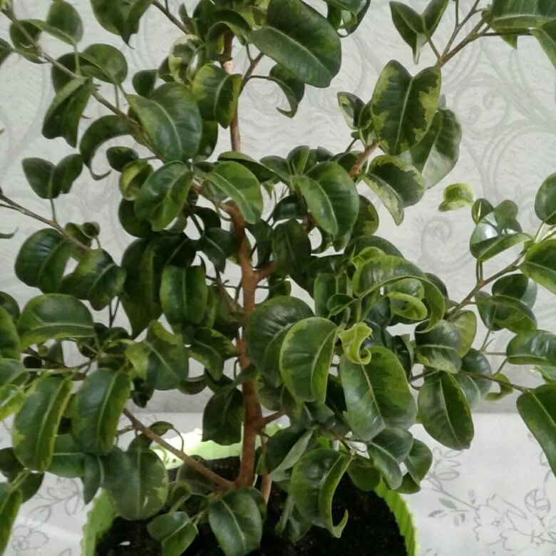 Кучерявый фикус фото Фикус кучерявый фото - ViktoriaFoto.ru