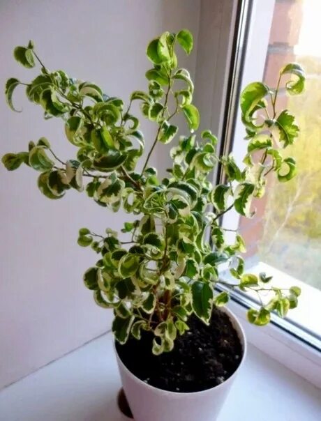 Кучерявый фикус фото Срежу черенки фикуса Ирен, 100 руб. 2022 ЦВЕТОЧНАЯ БАРАХОЛКА КАНДАЛАКША ВКонтакт