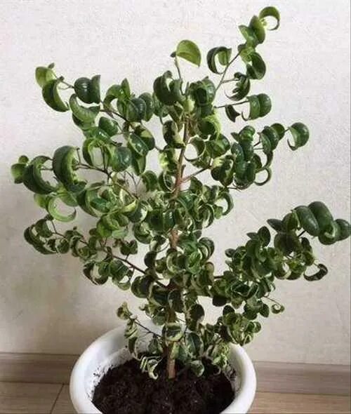 Кучерявый фикус фото Фикусы Бенджамина, Али, Микрокарпа, Нина Festima.Ru - частные объявления