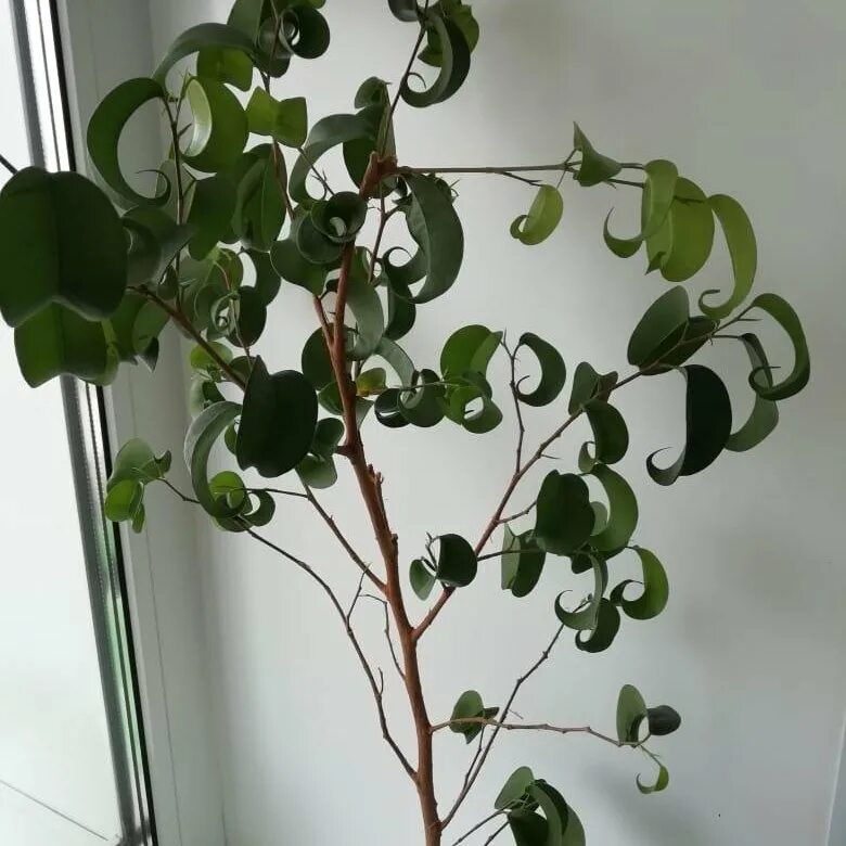 Кучерявый фикус фото Фикус кудрявый - купить в Томске, цена 300 руб., продано 17 августа 2019 - Расте