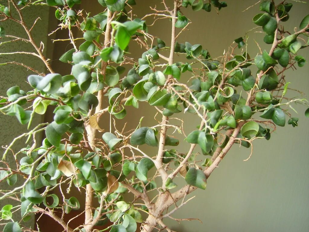 Кучерявый фикус фото Фикус Барок в дар (Самара). Дарудар