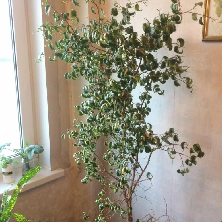 Кучерявый фикус фото Фикус Барок (кудрявый) - купить в Екатеринбурге, цена 1 990 руб., продано 3 авгу